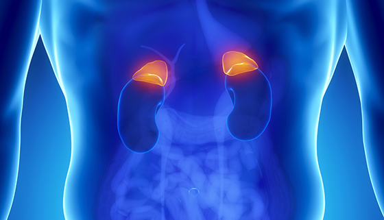 Adrenal Gland